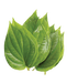 Paan leaf (Bettle Leaf) (10pcs) - Vegetables | indian grocery store in whitby