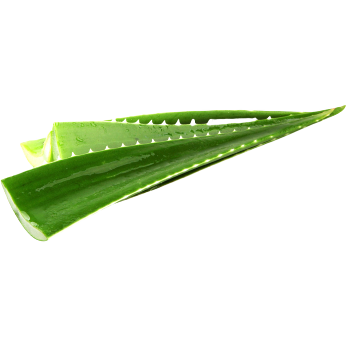 Fresh Aloe Vera Leaf - Each